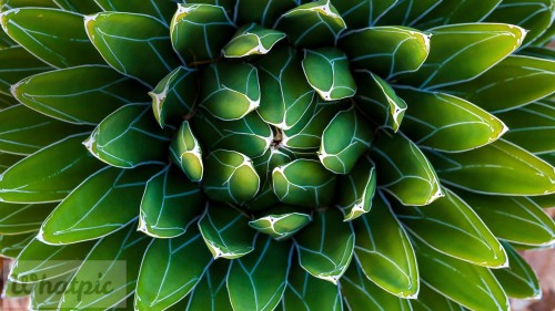 QueenVictoriaAgave EN US8690321294 1920x1080