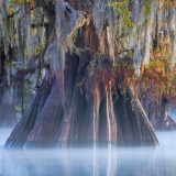 AtchafalayaCypress_EN-US8995276008_1920x1080