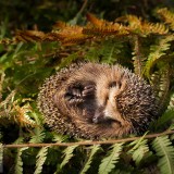 BabyHedgehog_EN-US6368752344_1920x1080