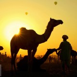 CamelsBalloons_EN-US7157820798_1920x1080