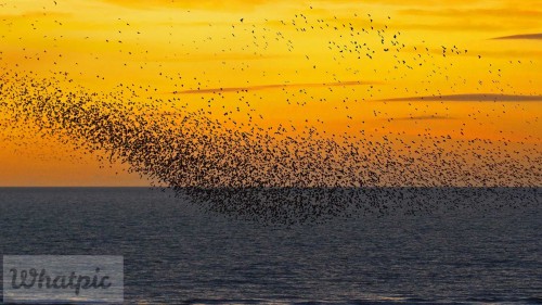 Murmurations EN US6835324023 1920x1080