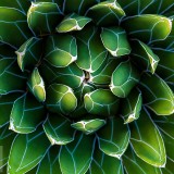 QueenVictoriaAgave_EN-US8690321294_1920x1080