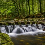 TollymoreForest_EN-US2804177894_1920x1080