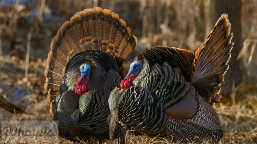 WildTurkeys EN US9389941389 1920x1080