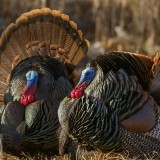 WildTurkeys_EN-US9389941389_1920x1080