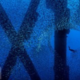 CormorantMackerel_EN-US7682867267_1920x1080