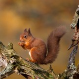 HighlandsSquirrel_EN-US7983501314_1920x1080