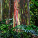 MauiEucalyptus_EN-US2882025617_1920x1080