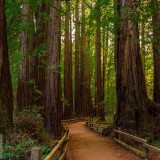 MuirWoods_EN-US8773454918_1920x1080