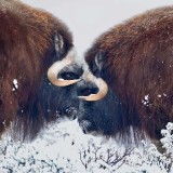 MuskOxWinter_EN-US9539570883_1920x1080