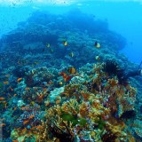 SylviaEarle_EN-US4248966328_1920x1080
