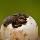 PinzonIslandTortoise_EN-US4325314925_1920x1080