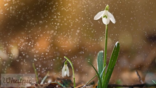 SneezeSpring_EN-US3645892670_1920x1080.jpg