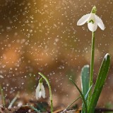 SneezeSpring_EN-US3645892670_1920x1080
