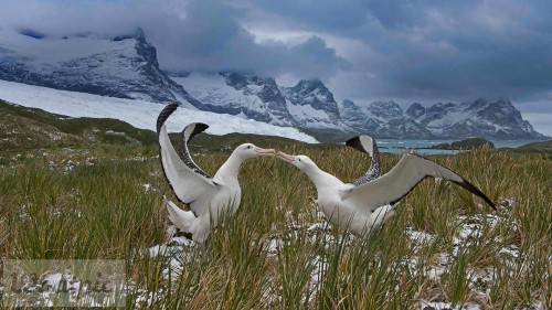 WanderingAlbatross_EN-US7624194630_1920x1080.jpg