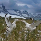 WanderingAlbatross_EN-US7624194630_1920x1080
