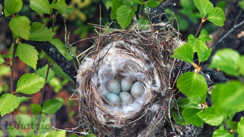 ArcticRedpoll_EN-US5881398714_1920x1080.jpg