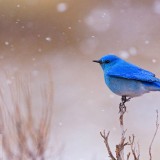 BluebirdsYNP_EN-US2456710517_1920x1080