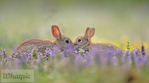 EuropeanRabbitGreeting_EN-US6522640634_1920x1080.jpg