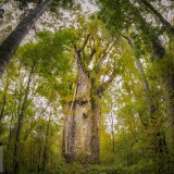 KauriTree_EN-US7535687512_1920x1080
