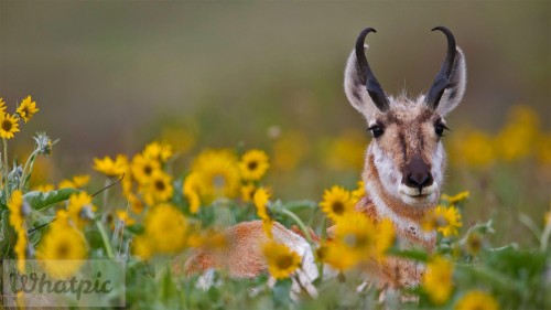 Pronghorn_EN-US2087267252_1920x1080.jpg