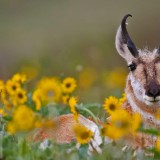 Pronghorn_EN-US2087267252_1920x1080