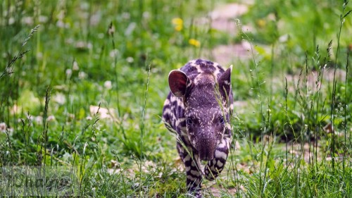 SouthAmericanTapir_EN-US5286179280_1920x1080.jpg