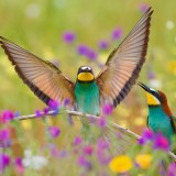 SpainBeeEaters_EN-US0011186052_1920x1080