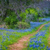 WildflowerWeek_EN-US0188713175_1920x1080