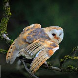 BarnOwlMigration_EN-US1831112399_1920x1080