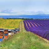 LavenderBee_EN-US2922501458_1920x1080