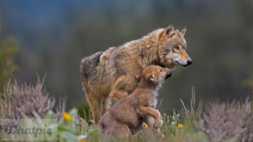 WolfPup_EN-US2607981923_1920x1080.jpg