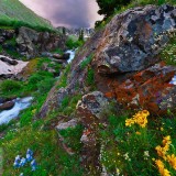 ColoradoColumbine_EN-US9097456615_1920x1080