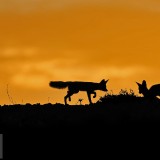 DogDays_EN-US6846042594_1920x1080