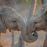 KapamaCousins_EN-US1071916004_1920x1080