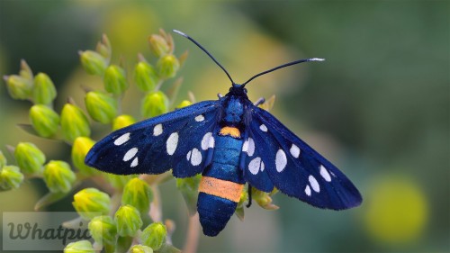 NineSpotted_EN-US0305121800_1920x1080.jpg