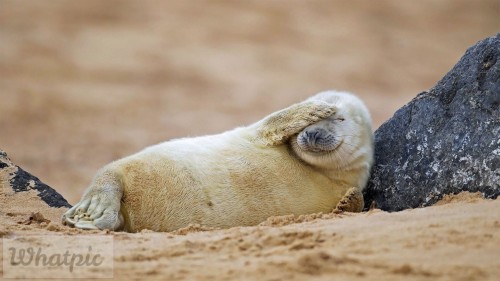 NorfolkPups_EN-US8929436581_1920x1080.jpg