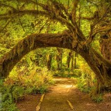 SunnyRainforest_EN-US9772776383_1920x1080