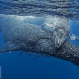 WhaleHug_EN-US7230997767_1920x1080