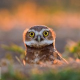BurrowingOwl_EN-US7737468266_1920x1080