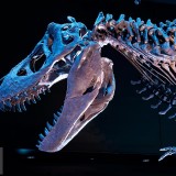 TRex_EN-US7513536381_1920x1080