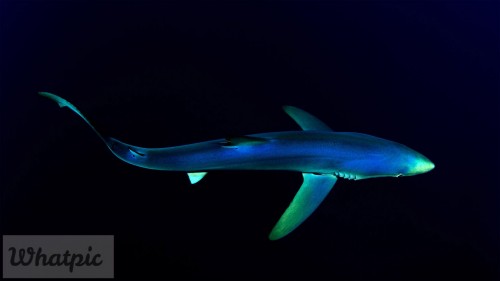 GreatBlueShark_EN-US2007599182_1920x1080.jpg
