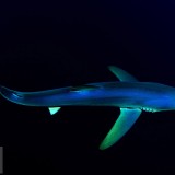 GreatBlueShark_EN-US2007599182_1920x1080