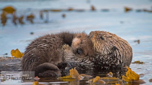 MontereyPup_EN-US2187059694_1920x1080.jpg