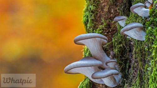 OysterMushroom_EN-US3687134393_1920x1080.jpg