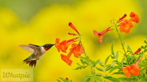 YellowBells_EN-US1777995807_1920x1080.jpg