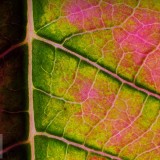 BractCloseup_EN-US2083623903_1920x1080
