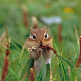 ChipmunkThanksgiving_EN-US8557461431_1920x1080