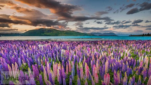 LupineNZ_EN-US4937950958_1920x1080.jpg