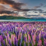 LupineNZ_EN-US4937950958_1920x1080